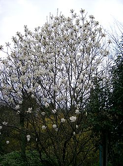 Magnolia denudata1.jpg