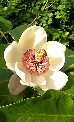Magnolia wieseneri.jpg