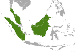 Distribución de la comadreja malaya