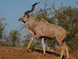 Male greater kudu.jpg