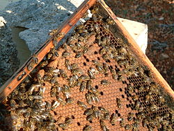Maltese honey bee.JPG