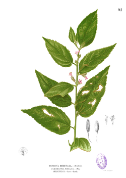Malvaceae sp Blanco1.91.png