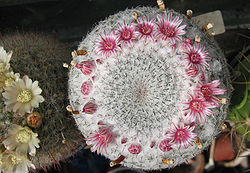 Mammillaria cand.jpg