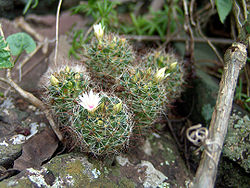 Mammillaria mathildae.jpg