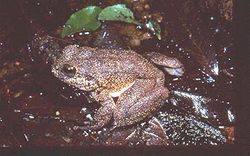 Mantidactylus guttulatus02.jpg