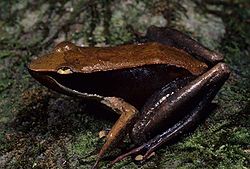 Mantidactylus melanopleura.jpg