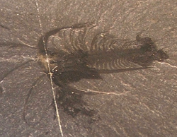 Marrella (fossil).png