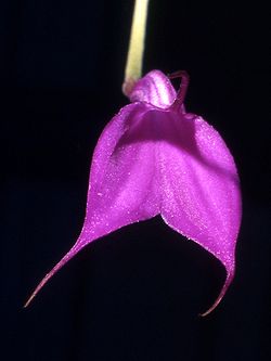 Masdevallia amabilis Orchi 001.jpg