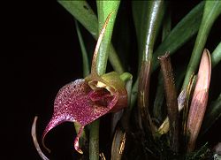 Masdevallia angulata Orchi 063.jpg