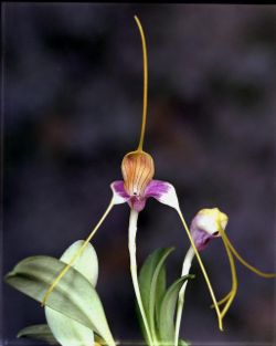 Masdevallia caudata Orchi 01.jpg