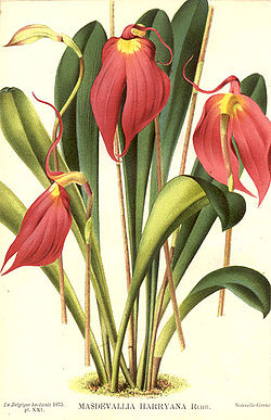 Masdevallia coccinea.jpg