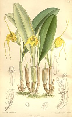Masdevallia corniculata (as Masdevallia corniculata var. inflata) - Curtis' 122 (Ser. 3 no. 52) pl. 7476 (1896).jpg