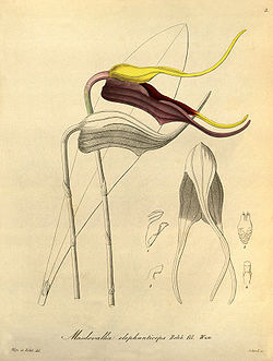 Masdevallia elephanticeps - Xenia vol 1 pl 3 (1858).jpg