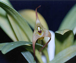 Masdevallia fractiflexa.jpg