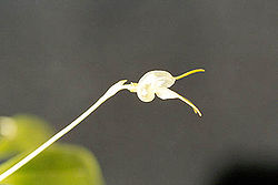 Masdevalliaventricosa1.jpg