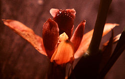 Maxillaria desvauxiana - fl 2.jpg
