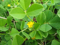 Medicago polymorpha (Flower).jpg