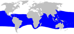 Distribución del tiburon boquiancho