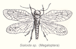 Megaloptera-sialidae-sp.gif