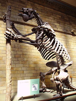 Megatherium americanum Skeleton NHM.JPG