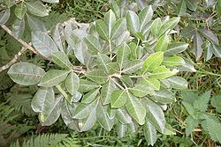 Melicope micrococca - foliage.JPG