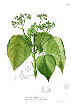 Melochia arborea Blanco1.189.png
