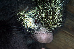 Mexican-hairy-porcupine-1.jpg