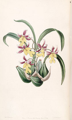 Mexicoa ghiesbreghtiana (as Odontoglossum warneri var. purpuratum) - Edwards vol 33 (NS 10) pl 20 (1847).jpg