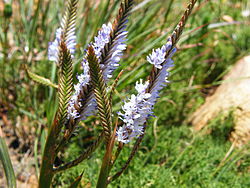 Micranthus alopecuroides flowers.jpg