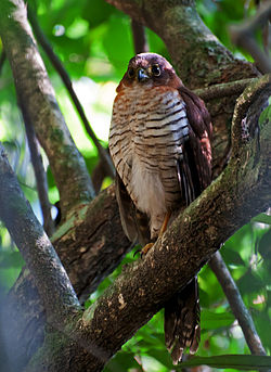 Micrastur ruficollis -Parque Estadual da Serra da Cantareira, Sao Paulo, Brazil-8.jpg