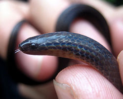 Middle American Burrowing Snake (Adelphicos quadrivirgatus quadrivirgatus) anterior end.jpg