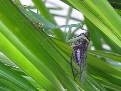 Miomantis caffra eating a New Zealand cicada.jpg