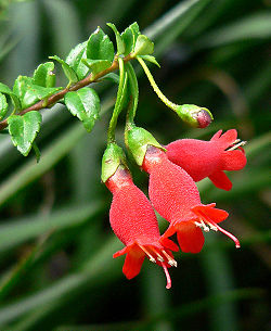 Mitraria coccinea 5.jpg