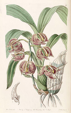 Mormodes aromatica - Edwards vol 29 (NS 6) pl 56 (1843).jpg