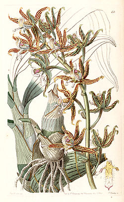 Mormodes lineata (as Mormodes lineatum) - Edwards vol 28 (NS 5) pl 43 (1842).jpg