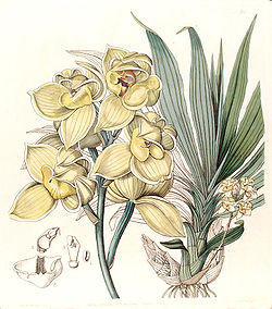 Mormodes luxata (as Mormodes luxatum) - Edwards vol 29 (NS 6) pl 33 (1843).jpg