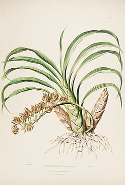 Mormodes maculata var. maculata. (as Mormodes pardina) - Bateman Orch. Mex. Guat. pl. 14 (1842).jpg