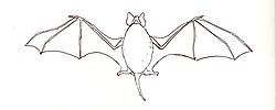 Mormopterus kalinowskii.jpg