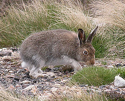 Mountain Hare Scotland.jpg