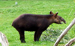 Mountain Tapir.jpg