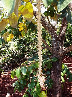 Munroidendron racemosum (National Tropical Botanical Garden, Kauai, Hawaii).JPG