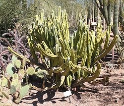 Myrtillocactus geometrizans - Desert Botanical Garden.jpg