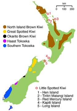 NZ-kiwimap.png