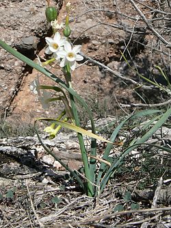 Nadala Menuda (Narcissus Dubius) 02.JPG