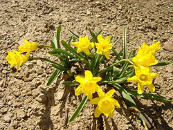 Narcissus asturiensis ssp jacetanus 2.jpg