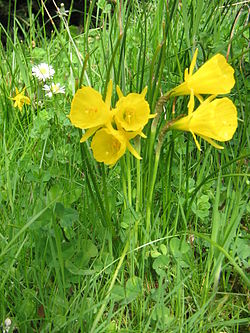 Narcissus bulbocodium 'Golden Bells'.jpg