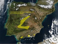 Distribución de Narcissus cantabricus en la Península Ibérica
