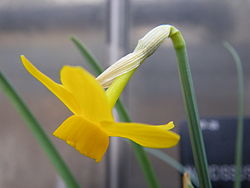 Narcissus cuatrecasasii.jpg