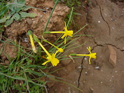 Narcissus fernandesii.JPG