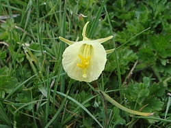 Narcissus graellsii.JPG